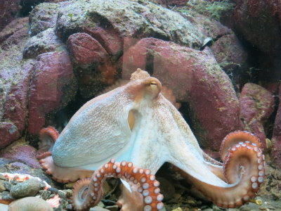 Oktopus in Oceanopolis