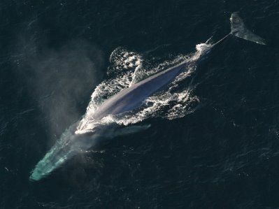 Blue Whale in need of protection